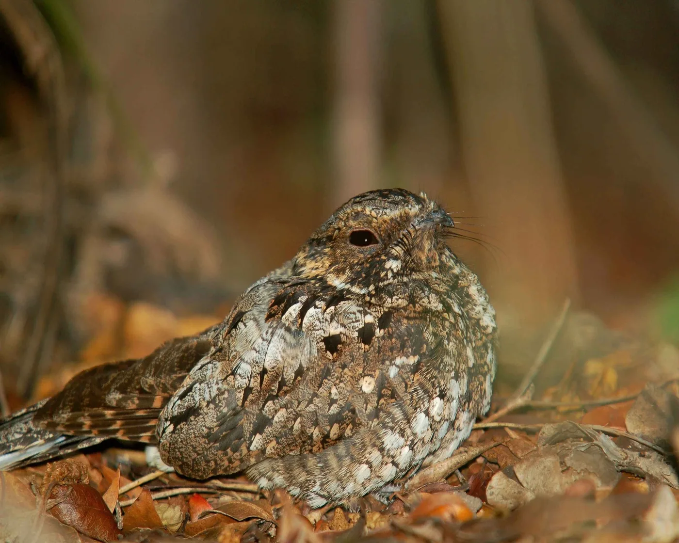 WEB-0678_nightjar