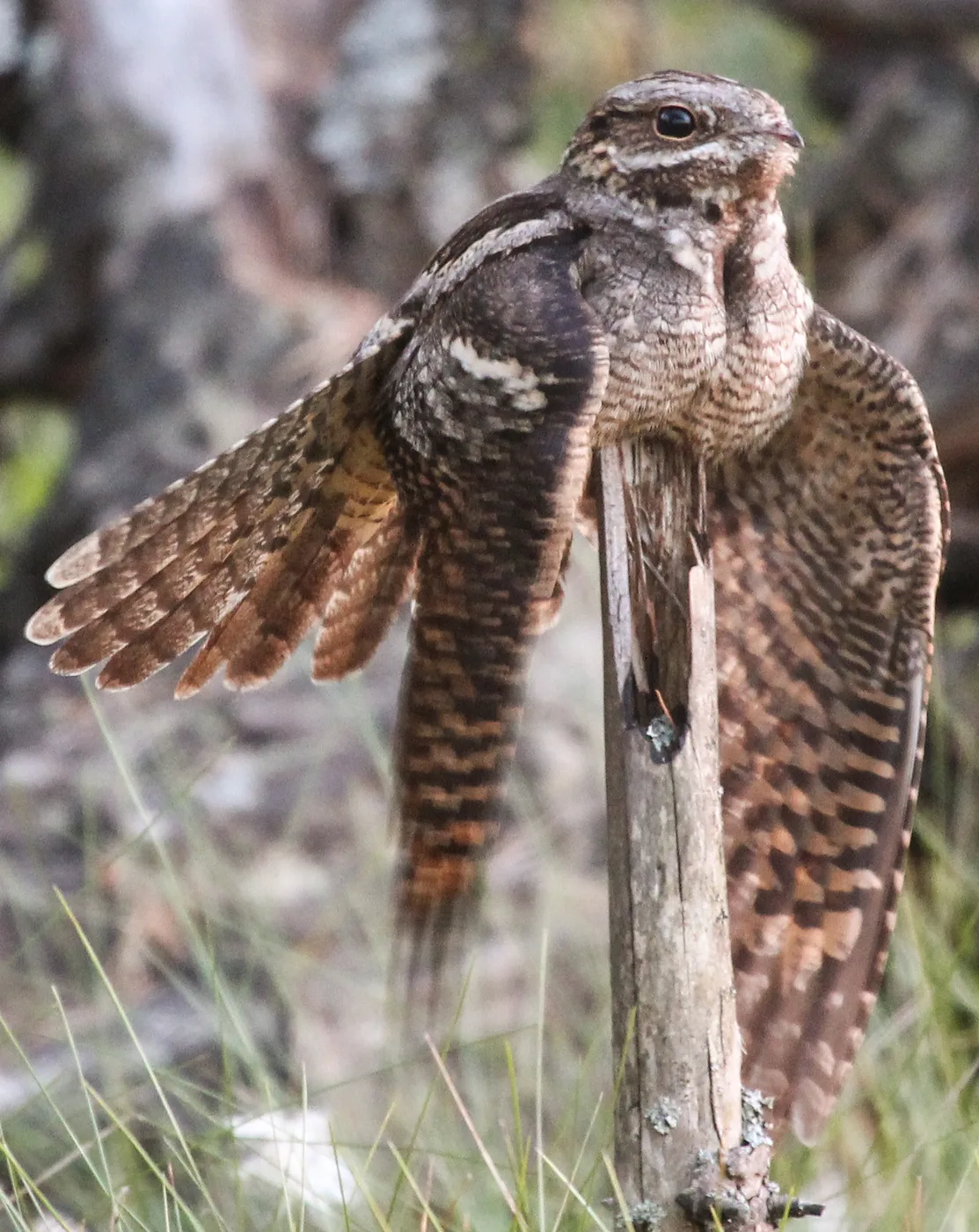 WEB-0679_nightjars