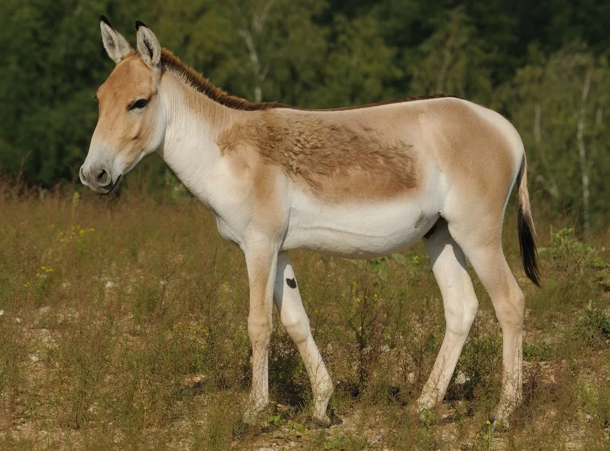 WEB-0683_onager