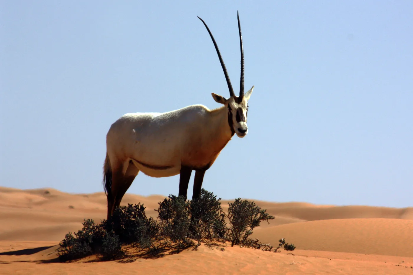 WEB-0689_oryx