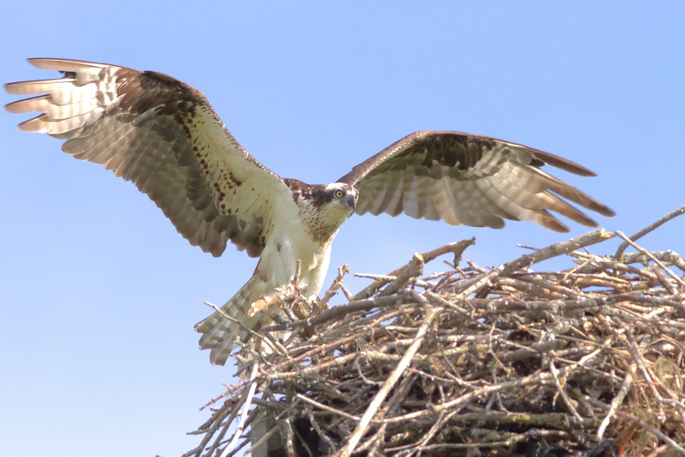 WEB-0690_osprey