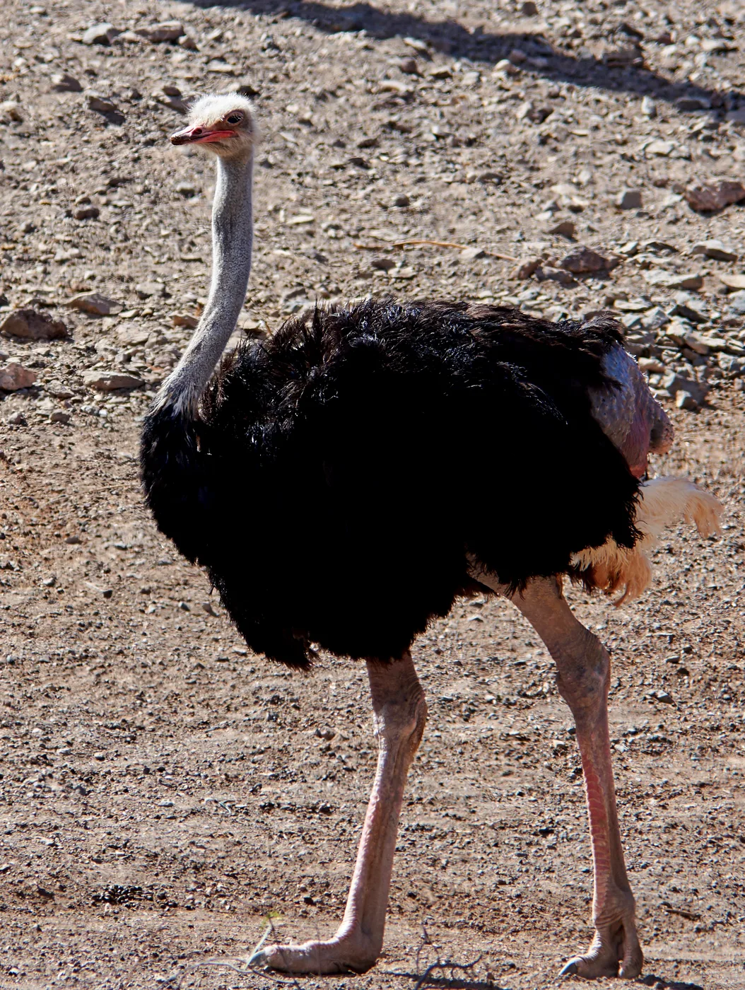WEB-0691_ostrich