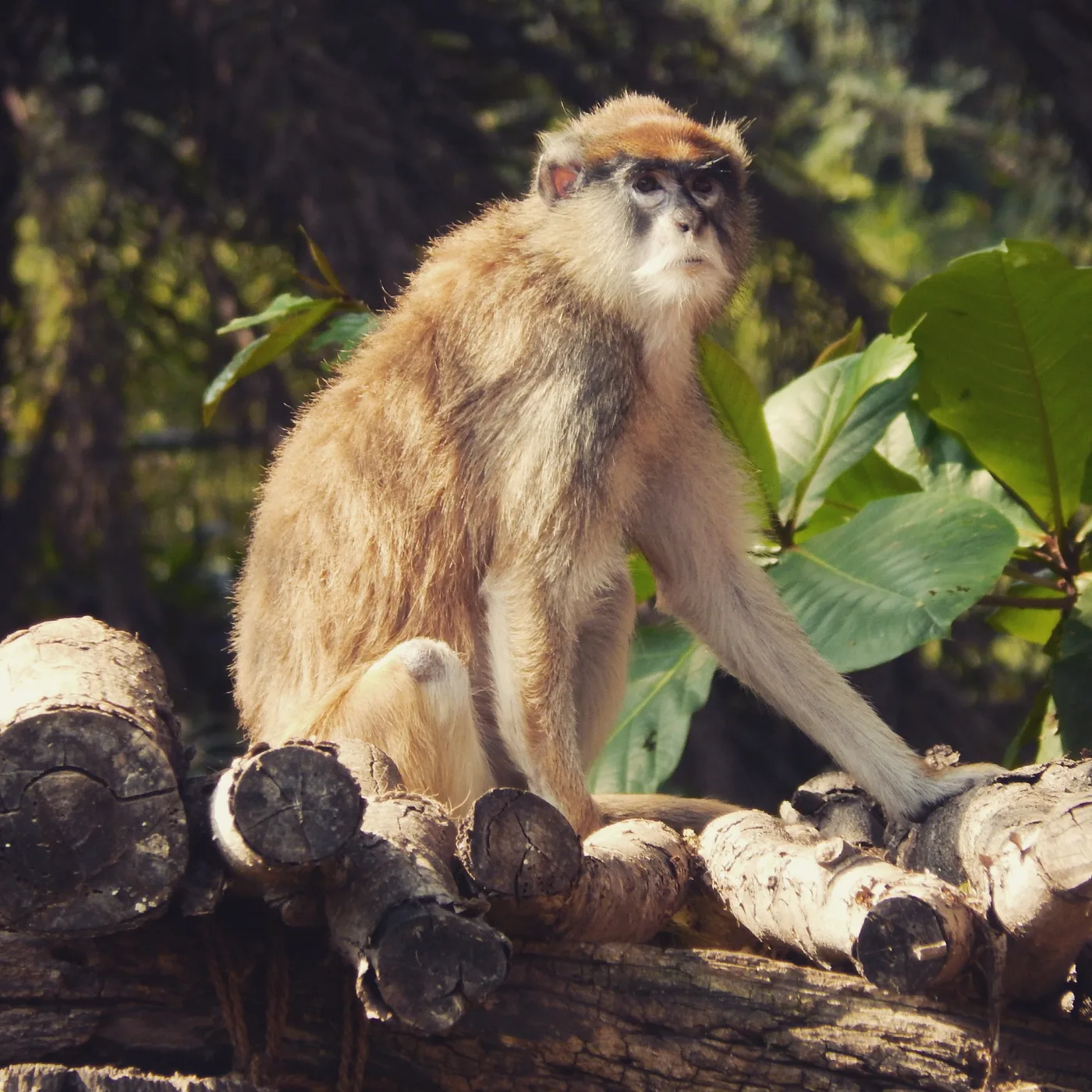 WEB-0700_patas_monkey