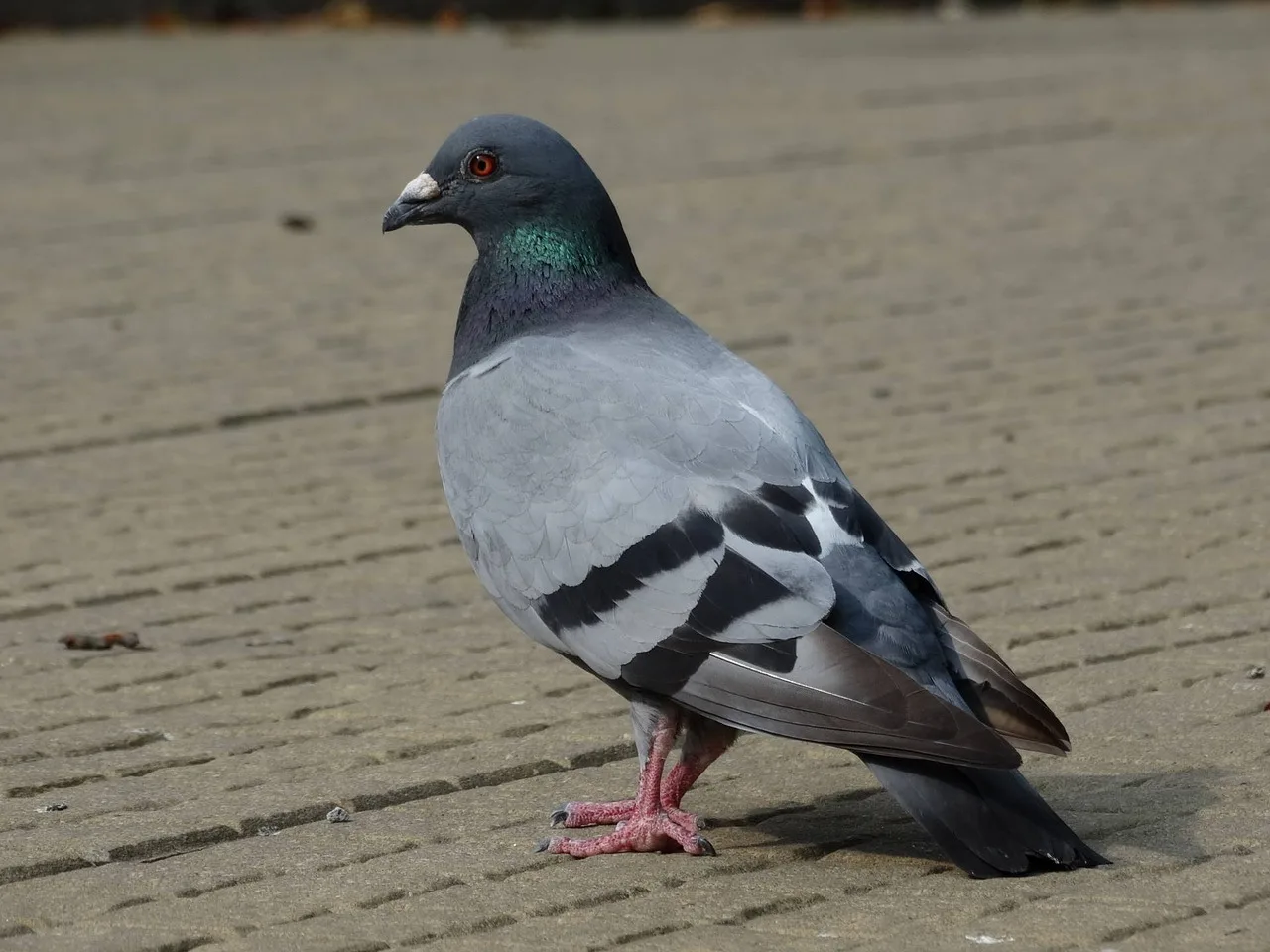 WEB-0712_pigeon
