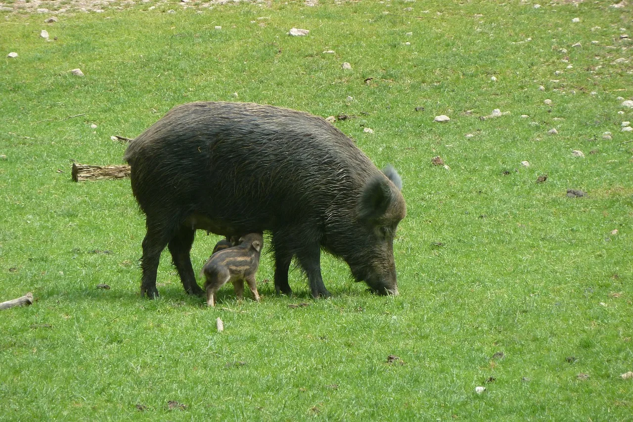WEB-0713_pigs