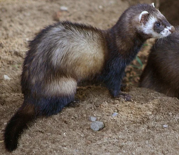 WEB-0725_polecat