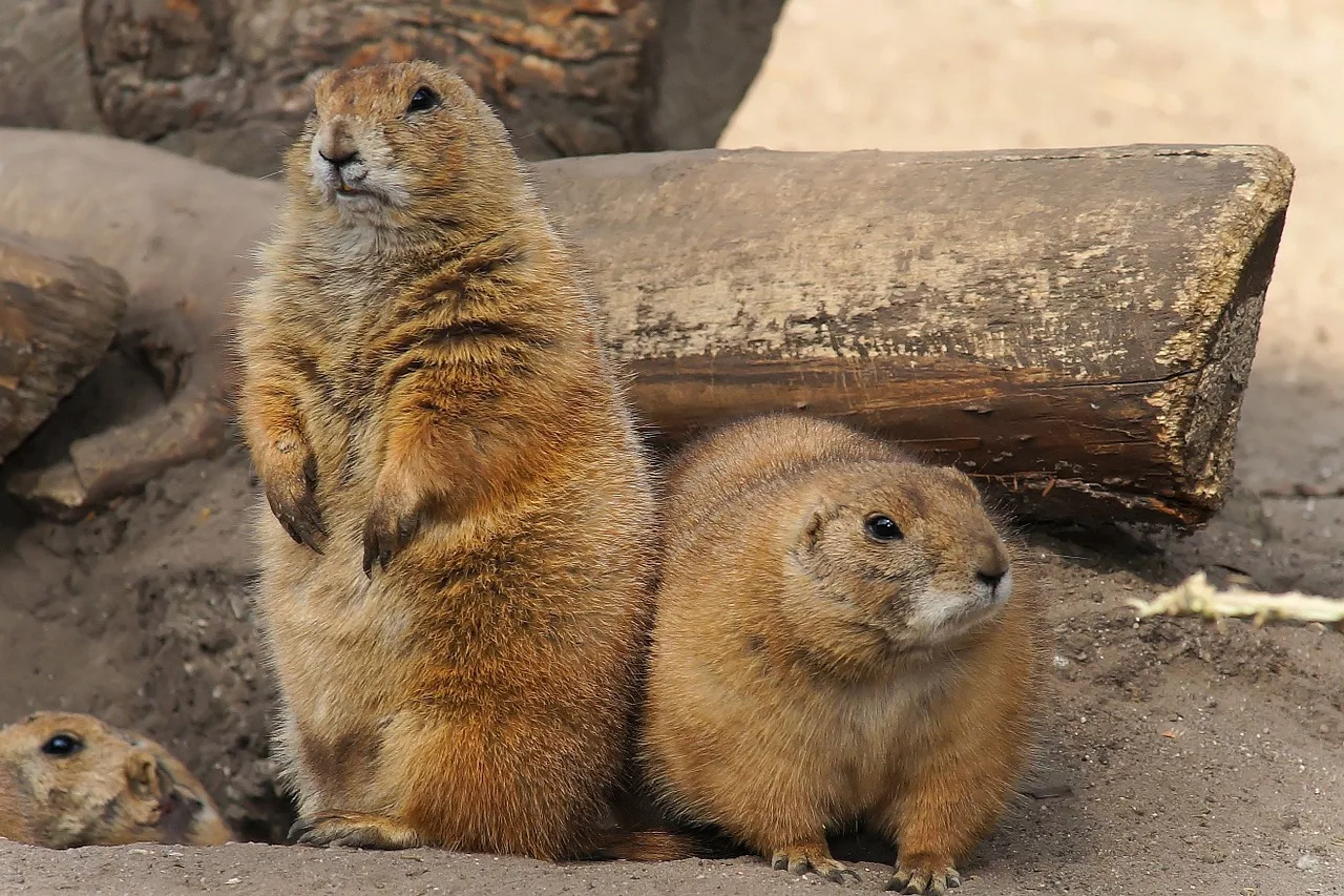 WEB-0733_prairie_dogs