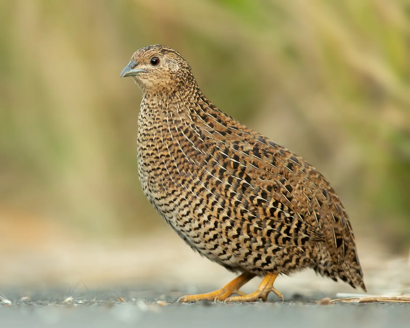 WEB-0738_quails