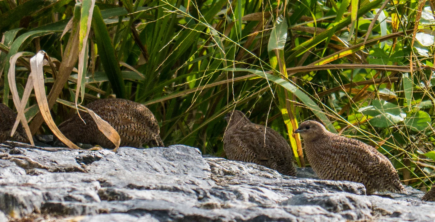 WEB-0739_quail_young