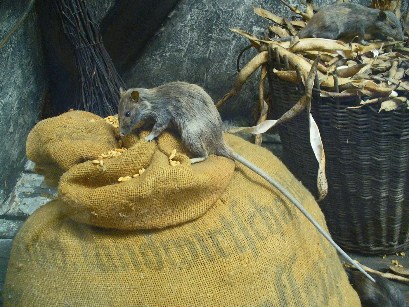 WEB-0749_rat