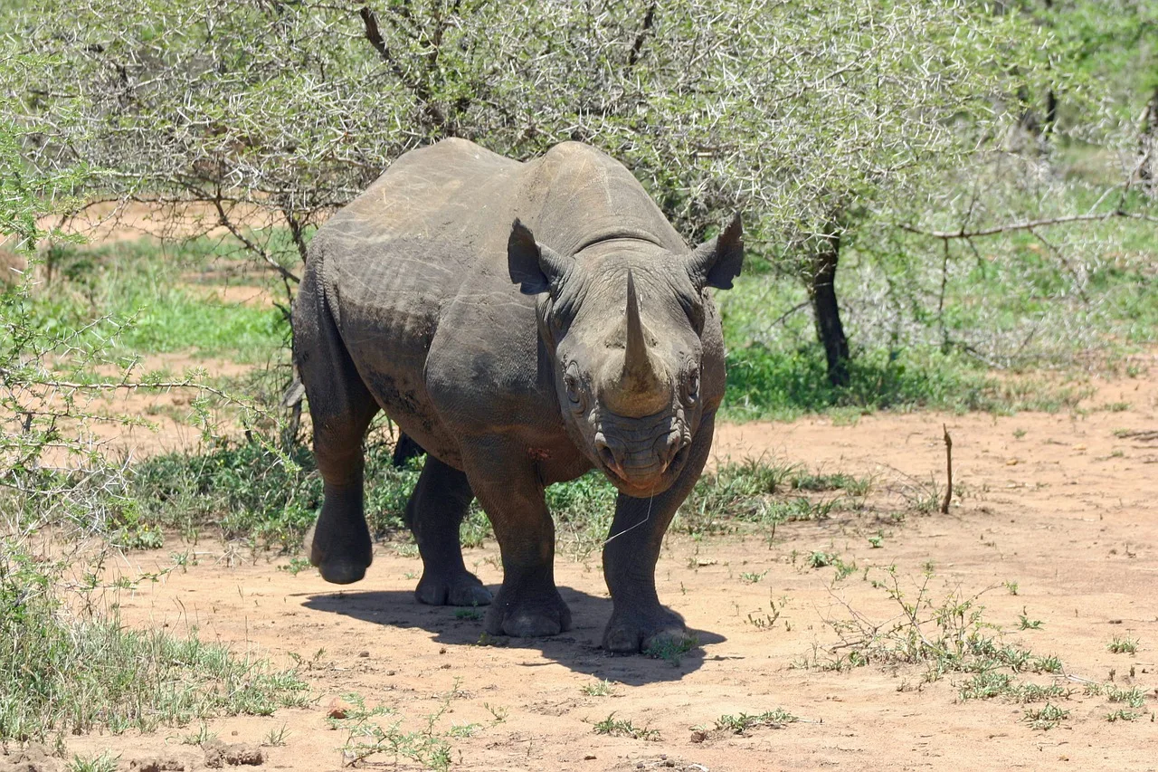 WEB-0757_rhinoceros
