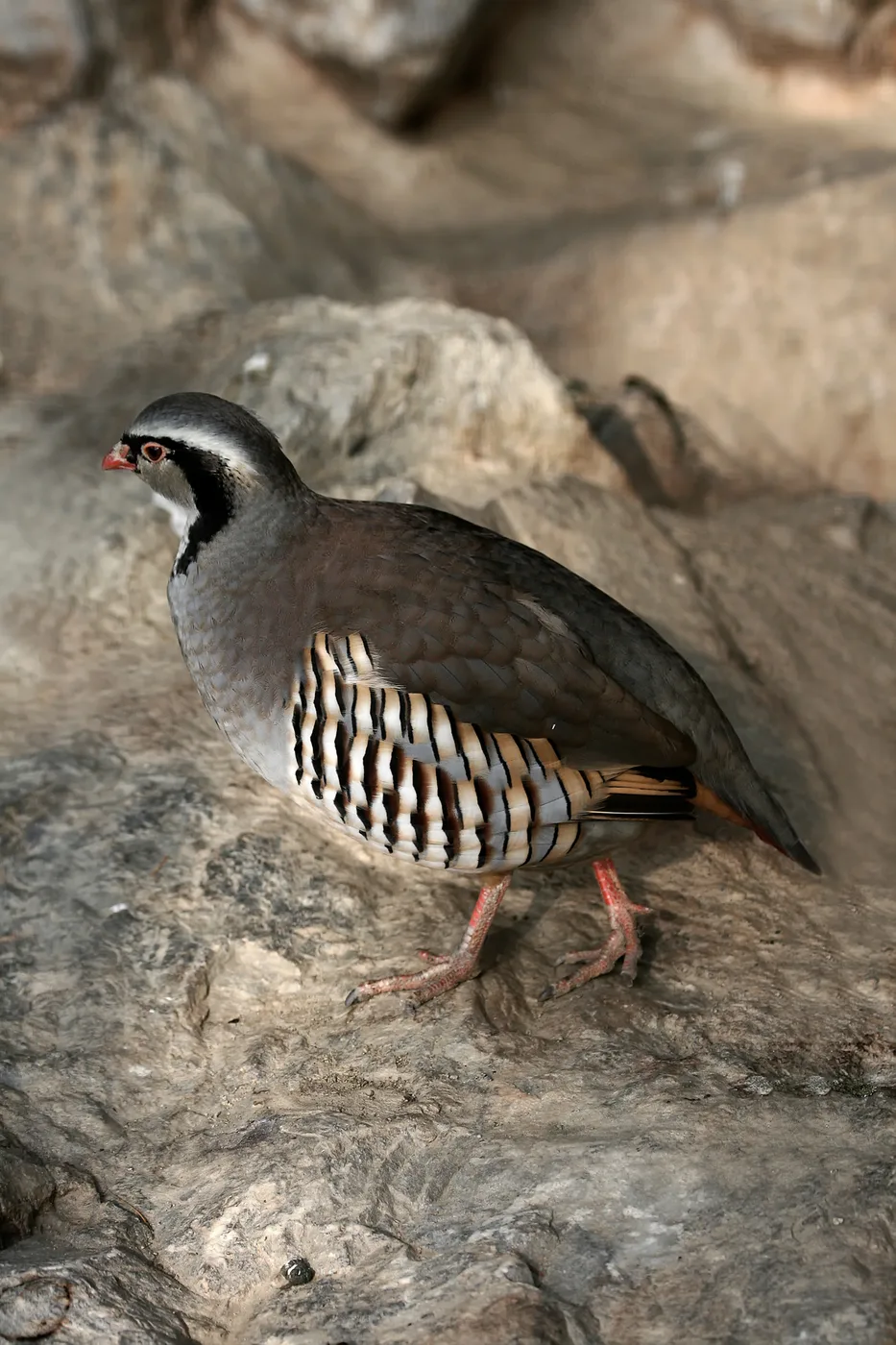 WEB-0764_rock_partridge