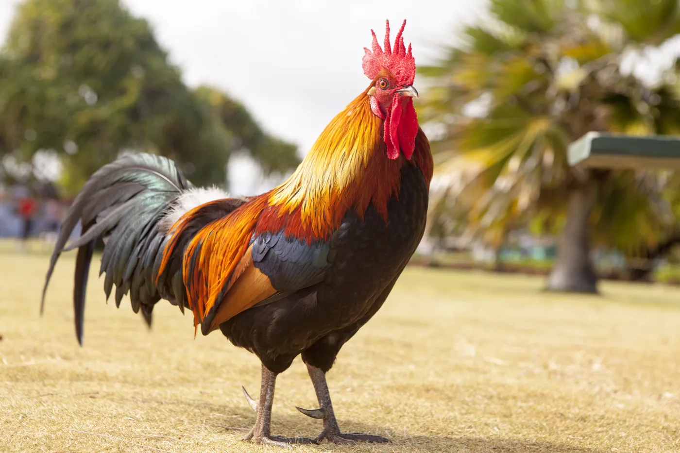 WEB-0767_rooster