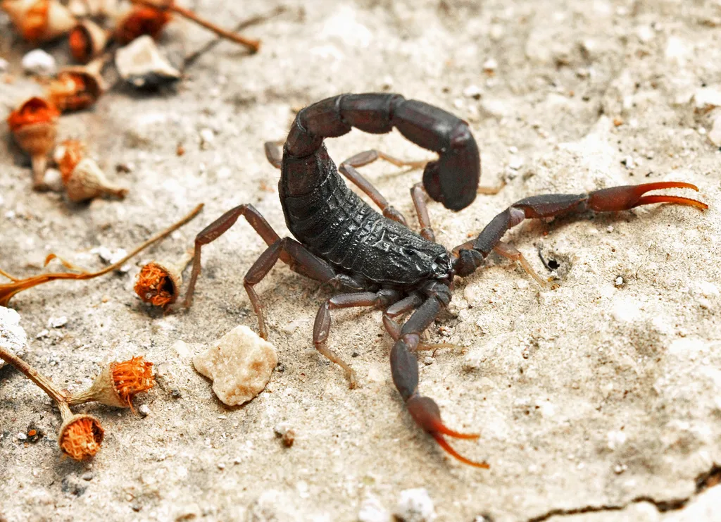 WEB-0793_scorpion
