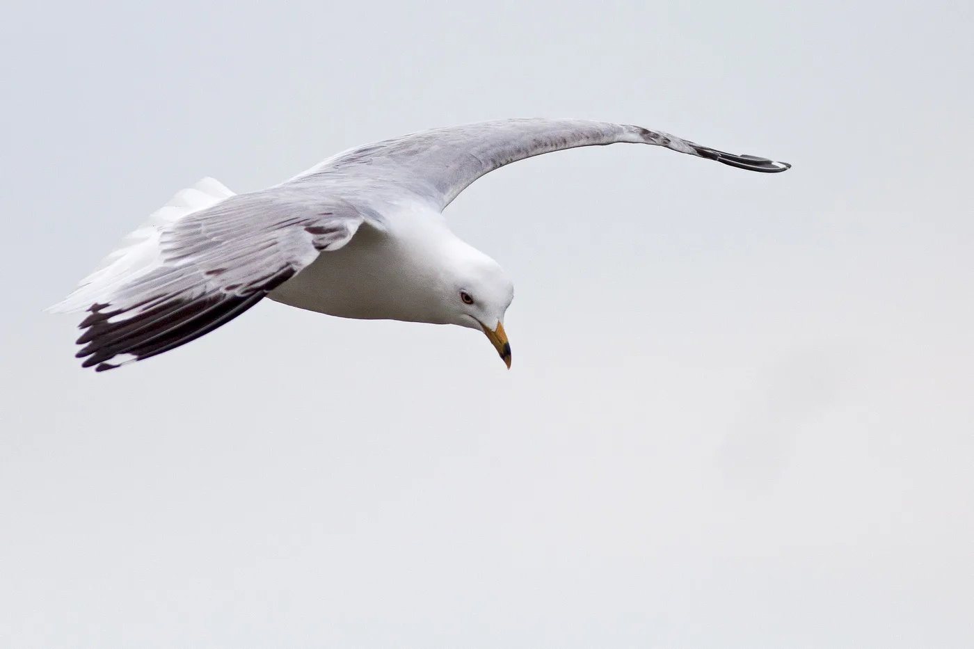 WEB-0794_seagull