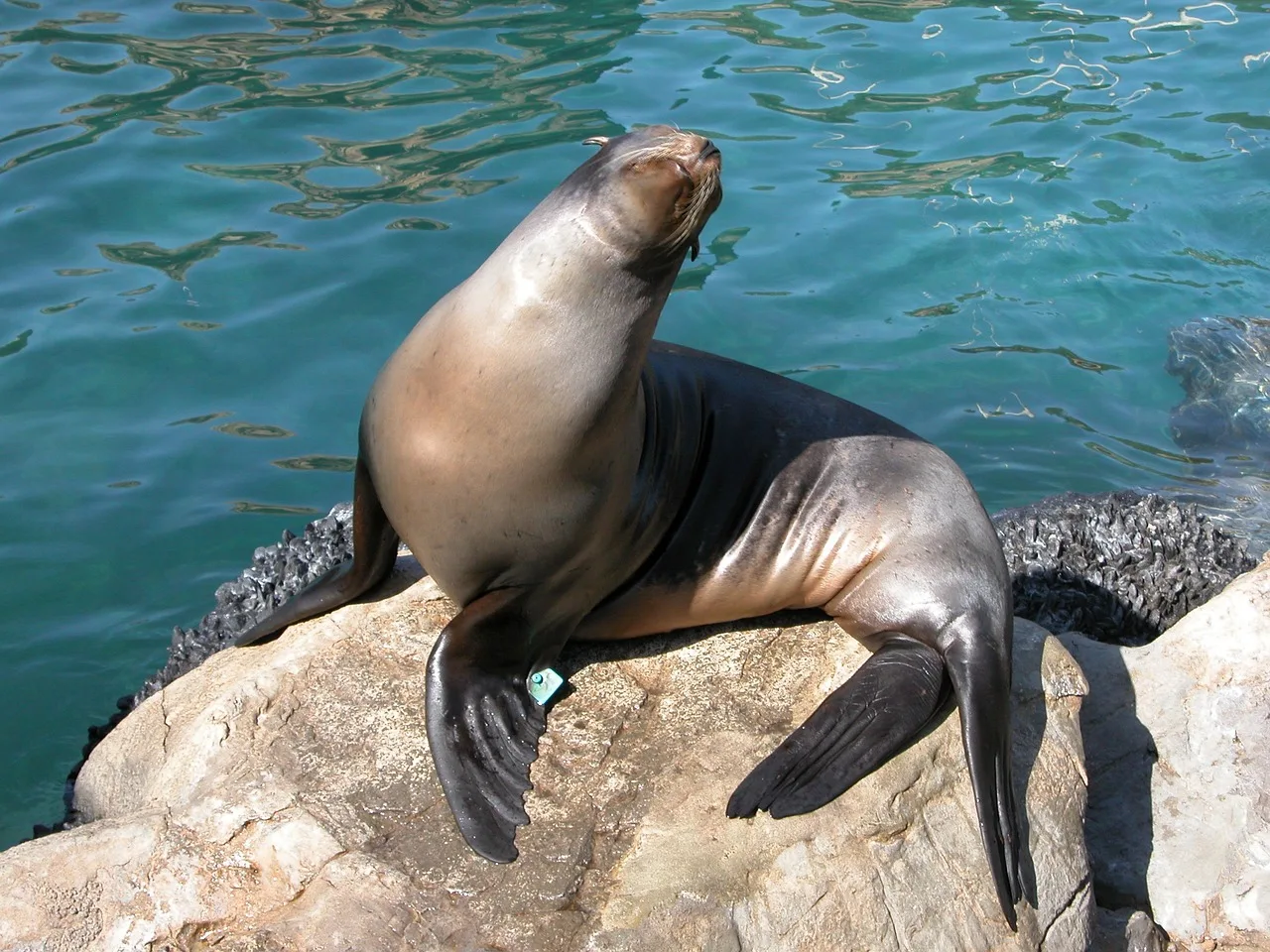 WEB-0795_seal