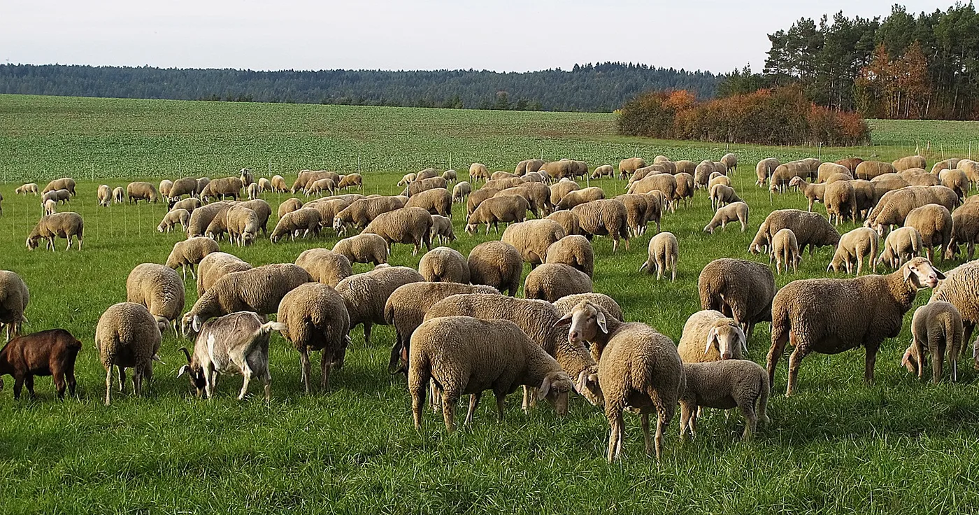 WEB-0805_sheep_flock