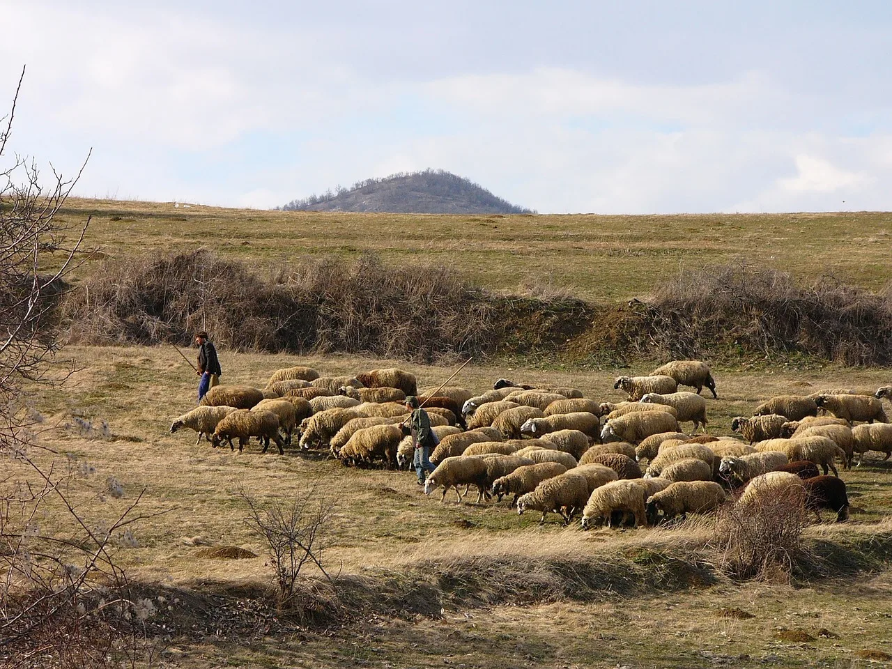 WEB-0806_shepherd