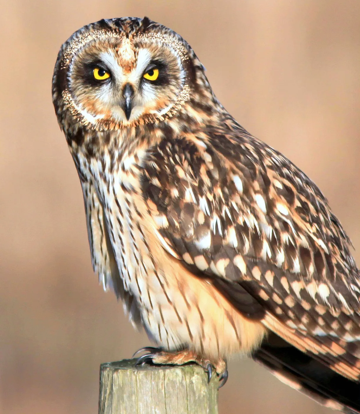 WEB-0807_short-eared_owl