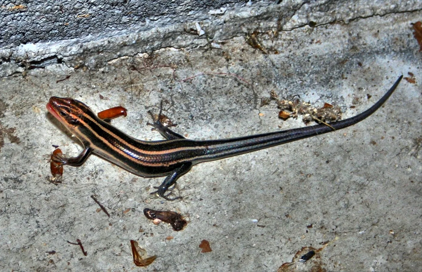 WEB-0813_skink