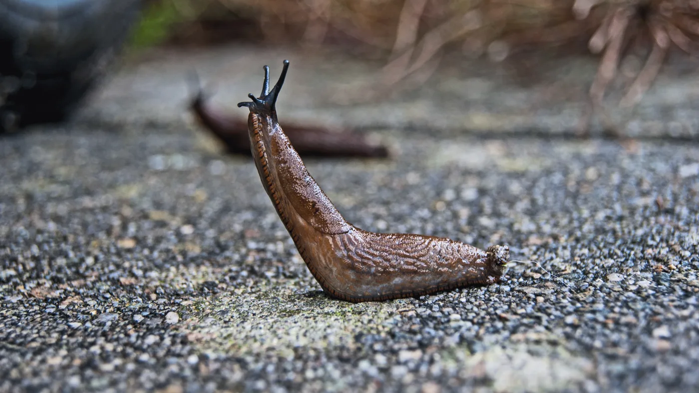 WEB-0814_slug