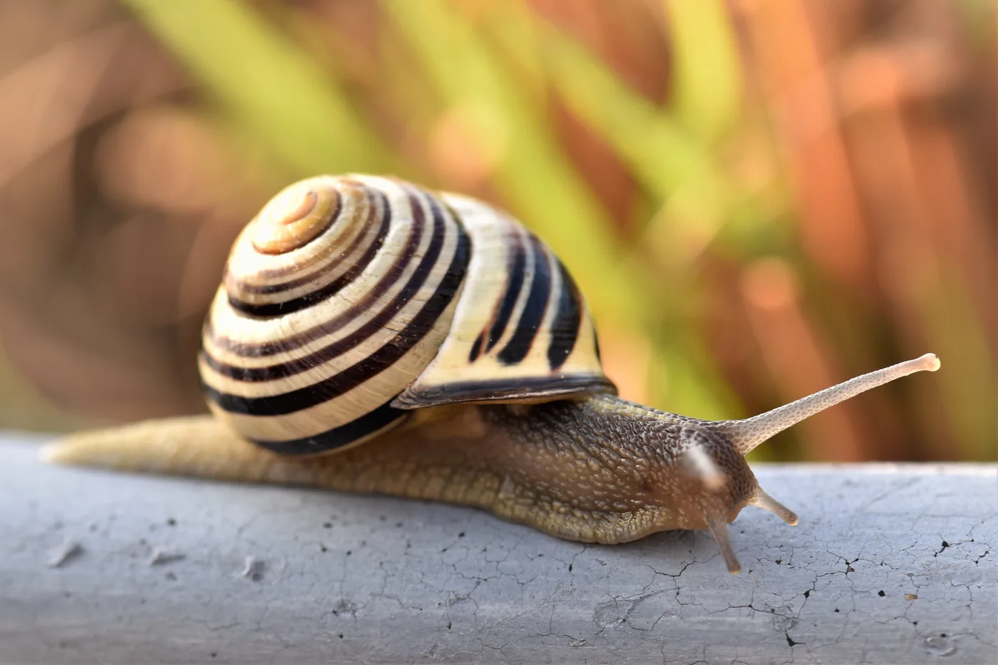 WEB-0816_snail