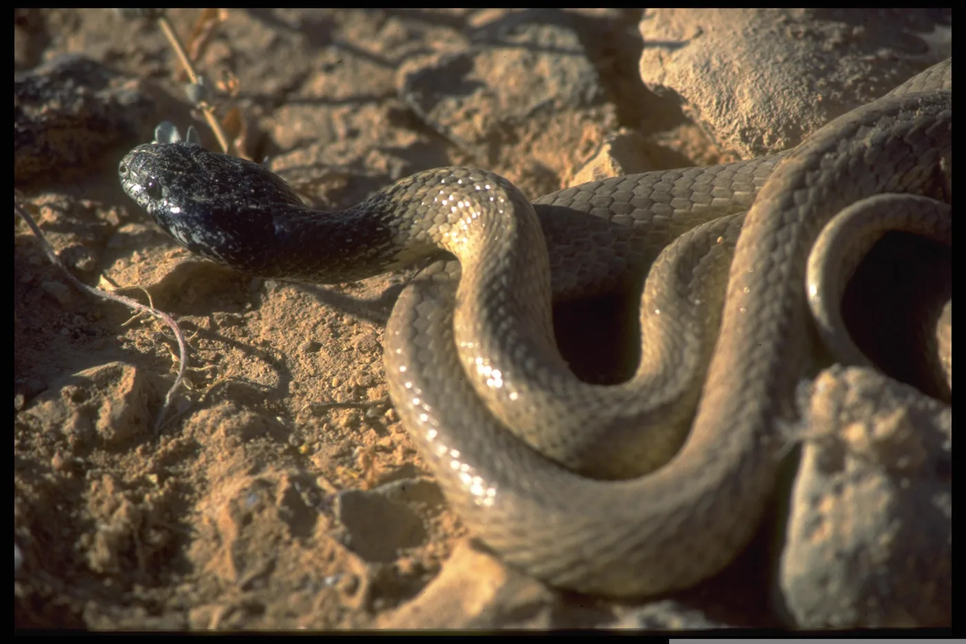 WEB-0817_snake