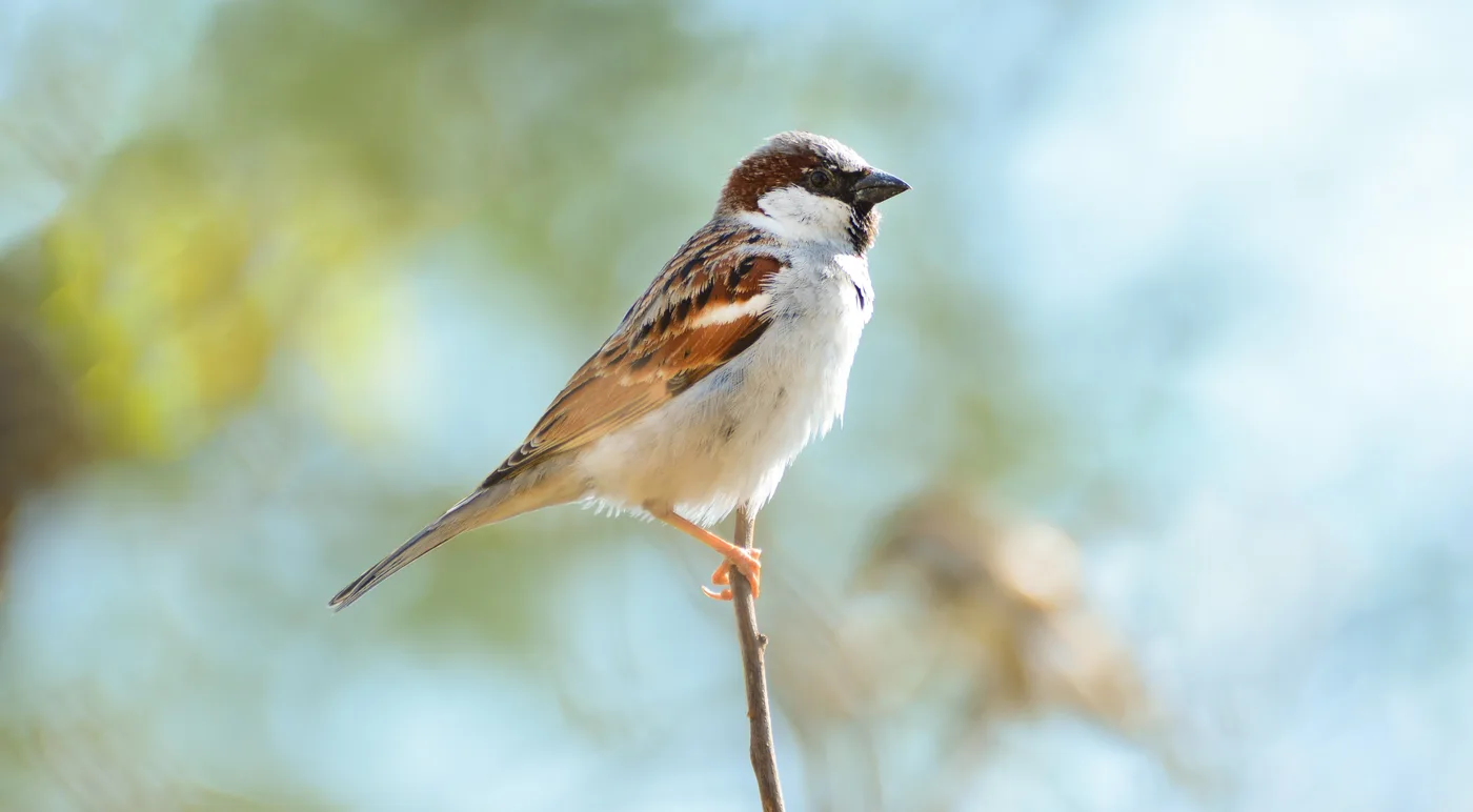 WEB-0825_sparrow