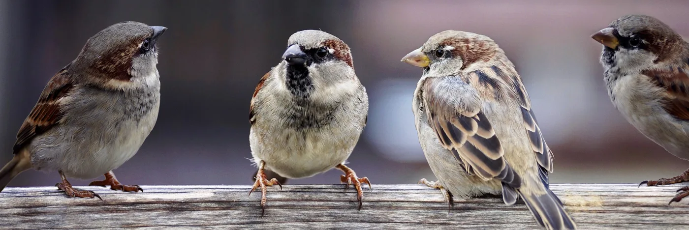 WEB-0826_sparrows