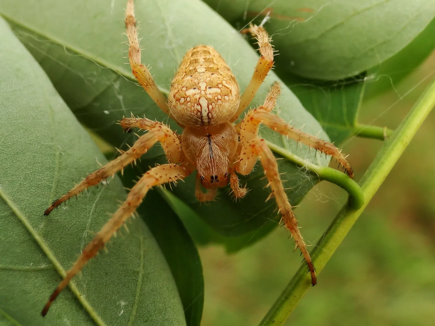 WEB-0829_spider