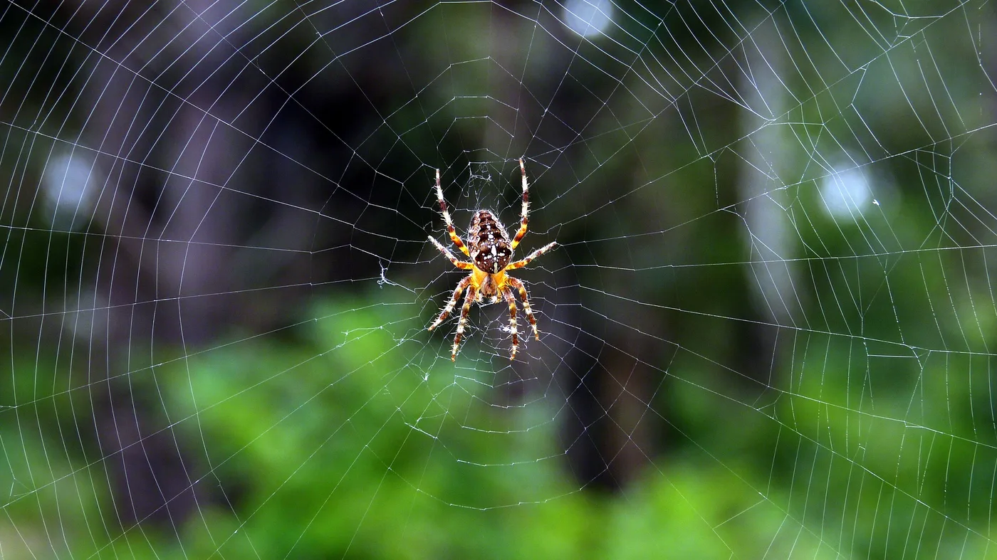 WEB-0830_spider_web