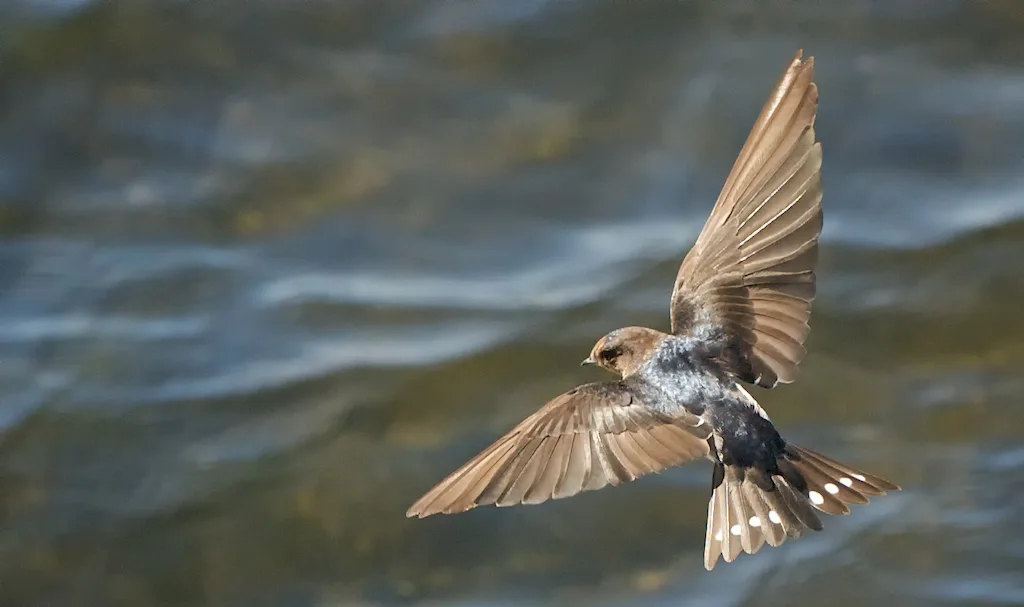 WEB-0848_swallow