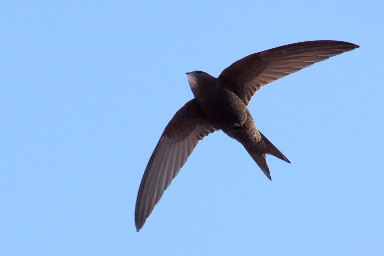 WEB-0850_swifts
