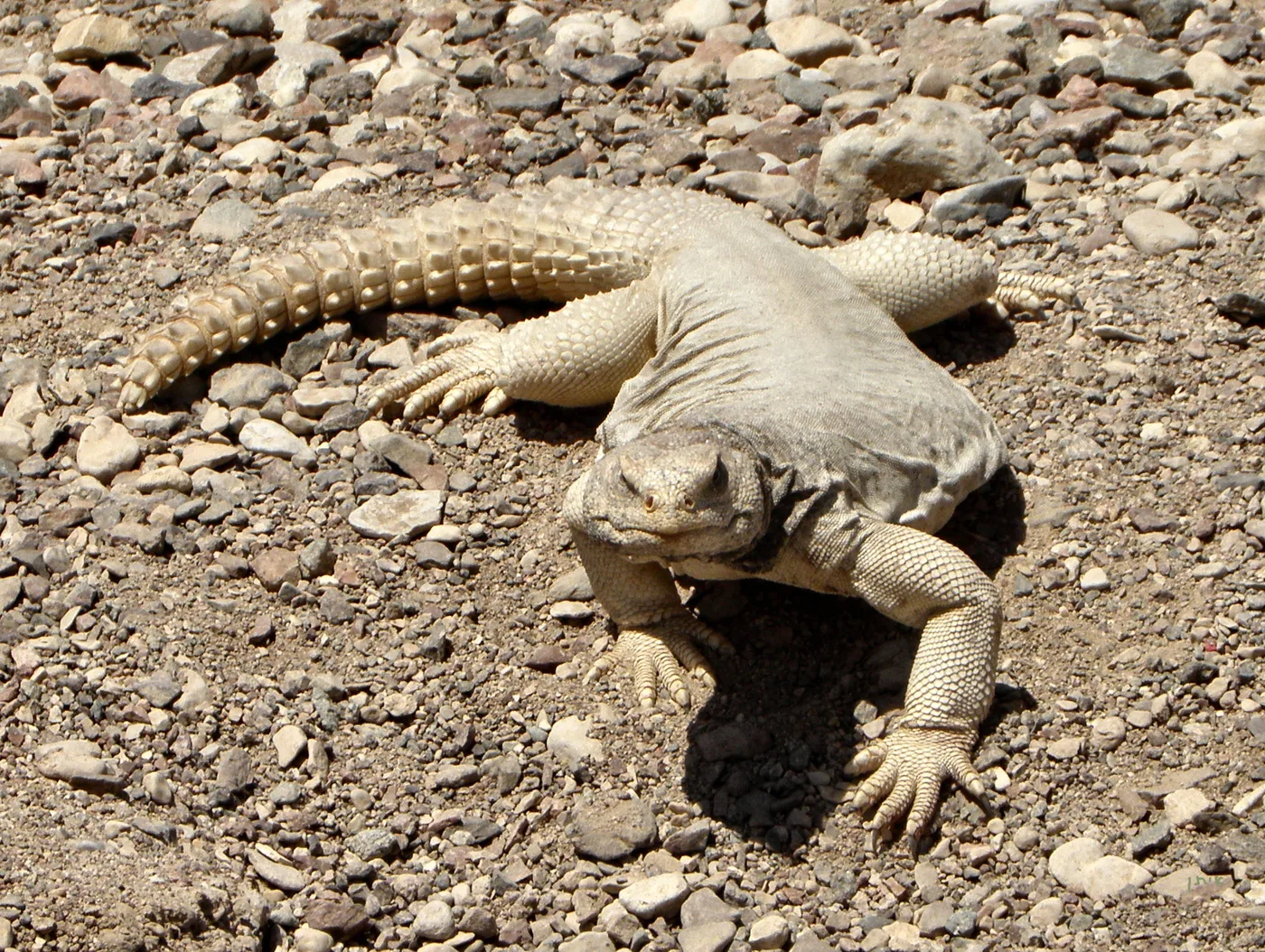 WEB-0871_thorn-tailed_lizard