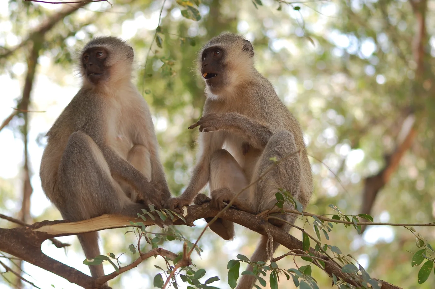 WEB-0889_vervet_monkeys