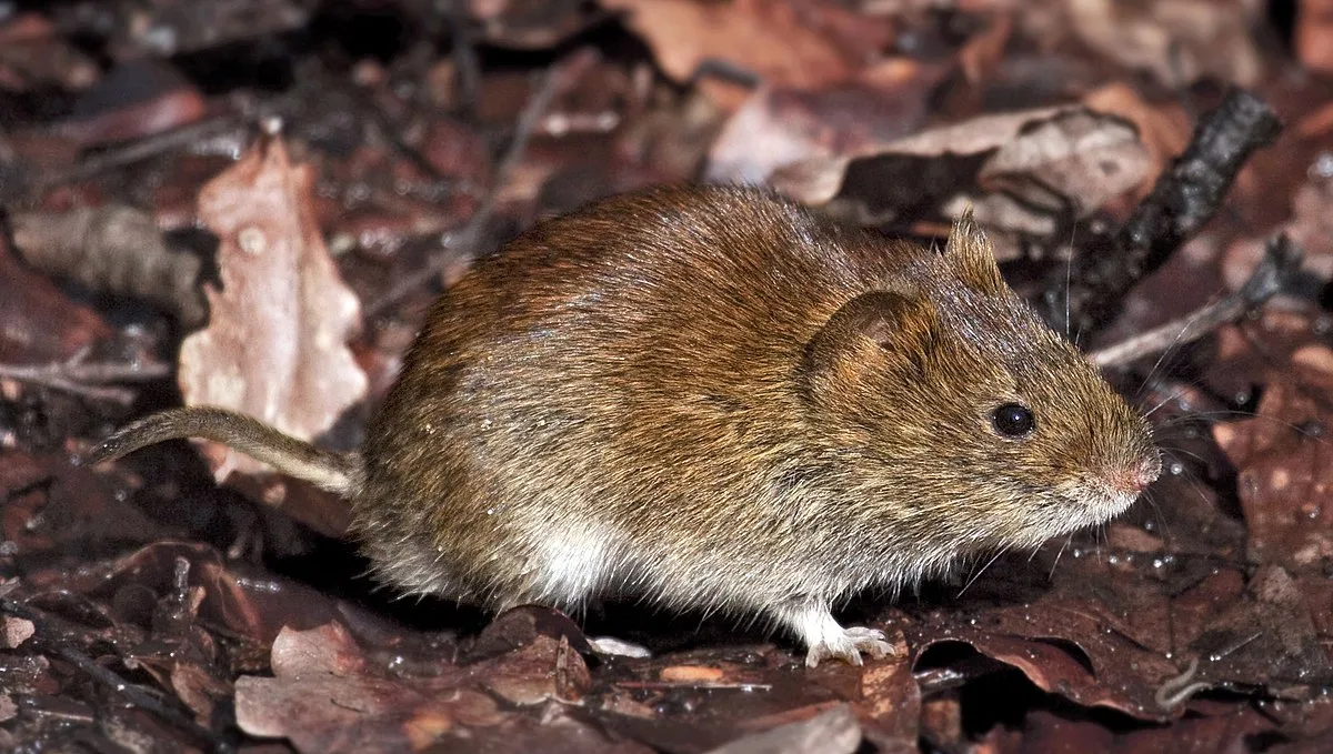 WEB-0892_vole