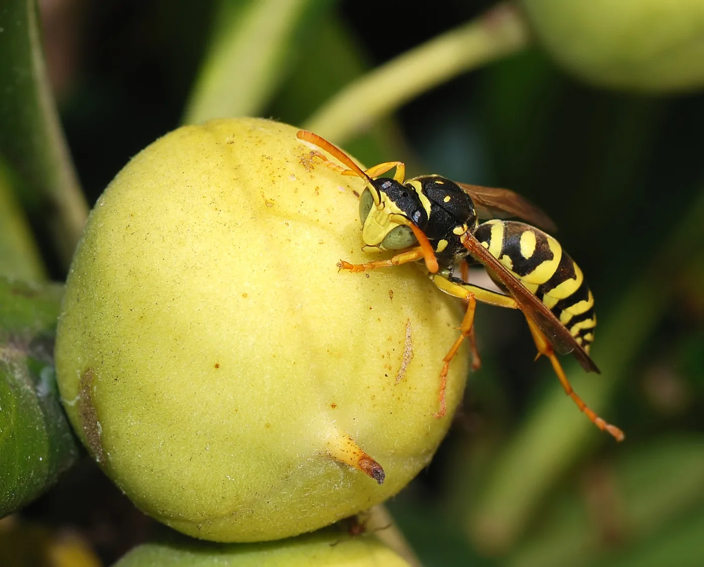 WEB-0899_wasp