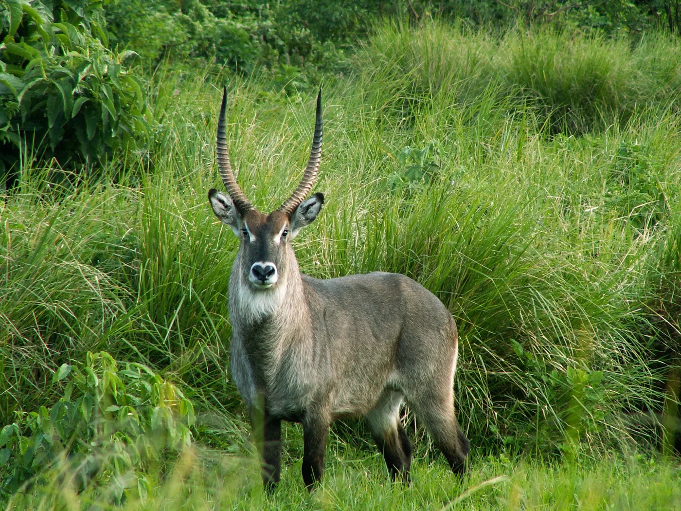 WEB-0901_waterbuck