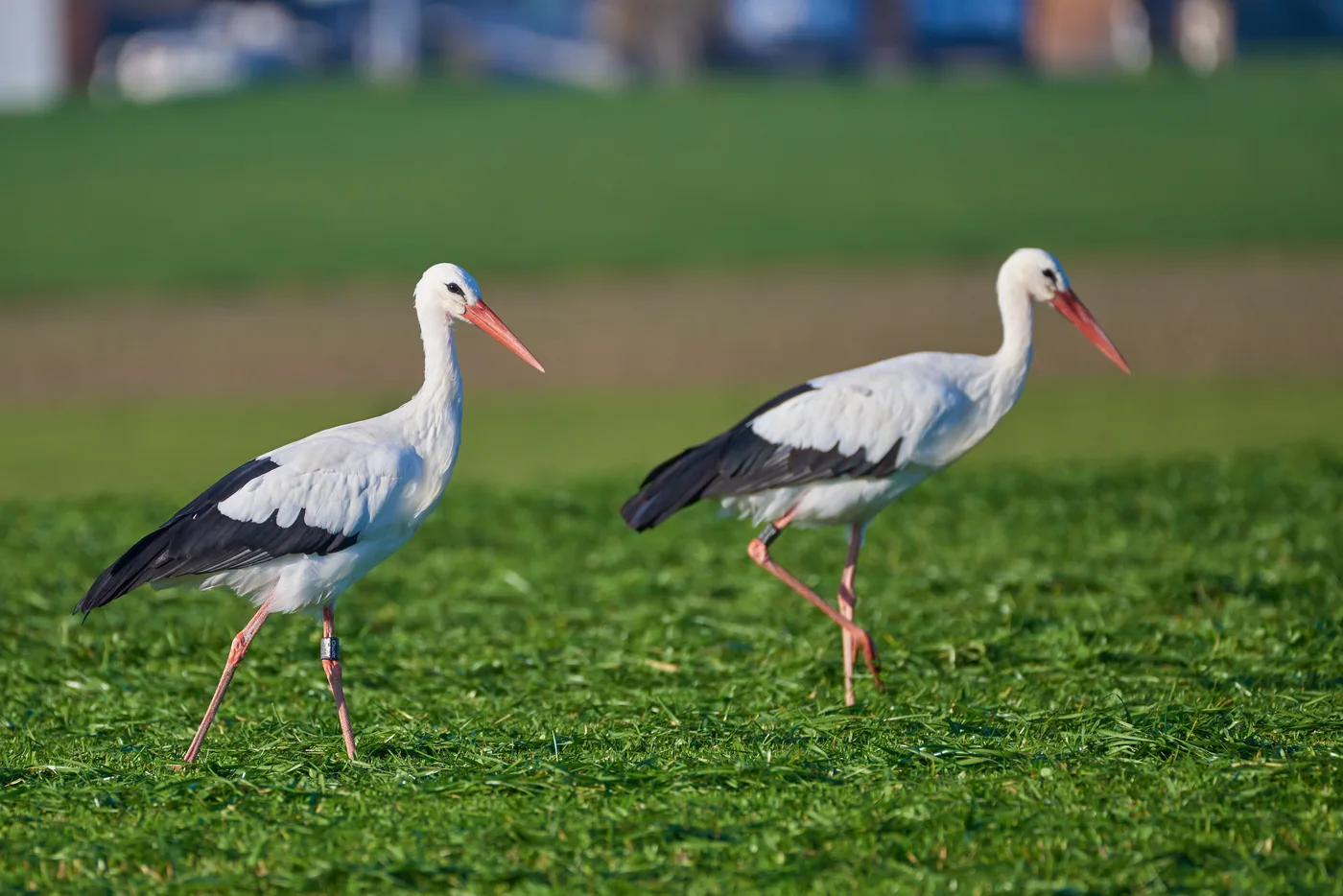 WEB-0911_white_storks
