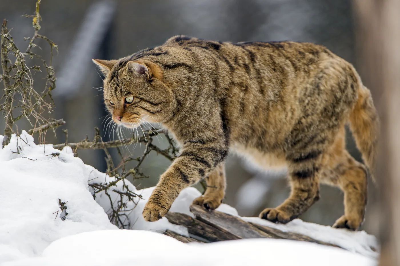 WEB-0917_wild_cat