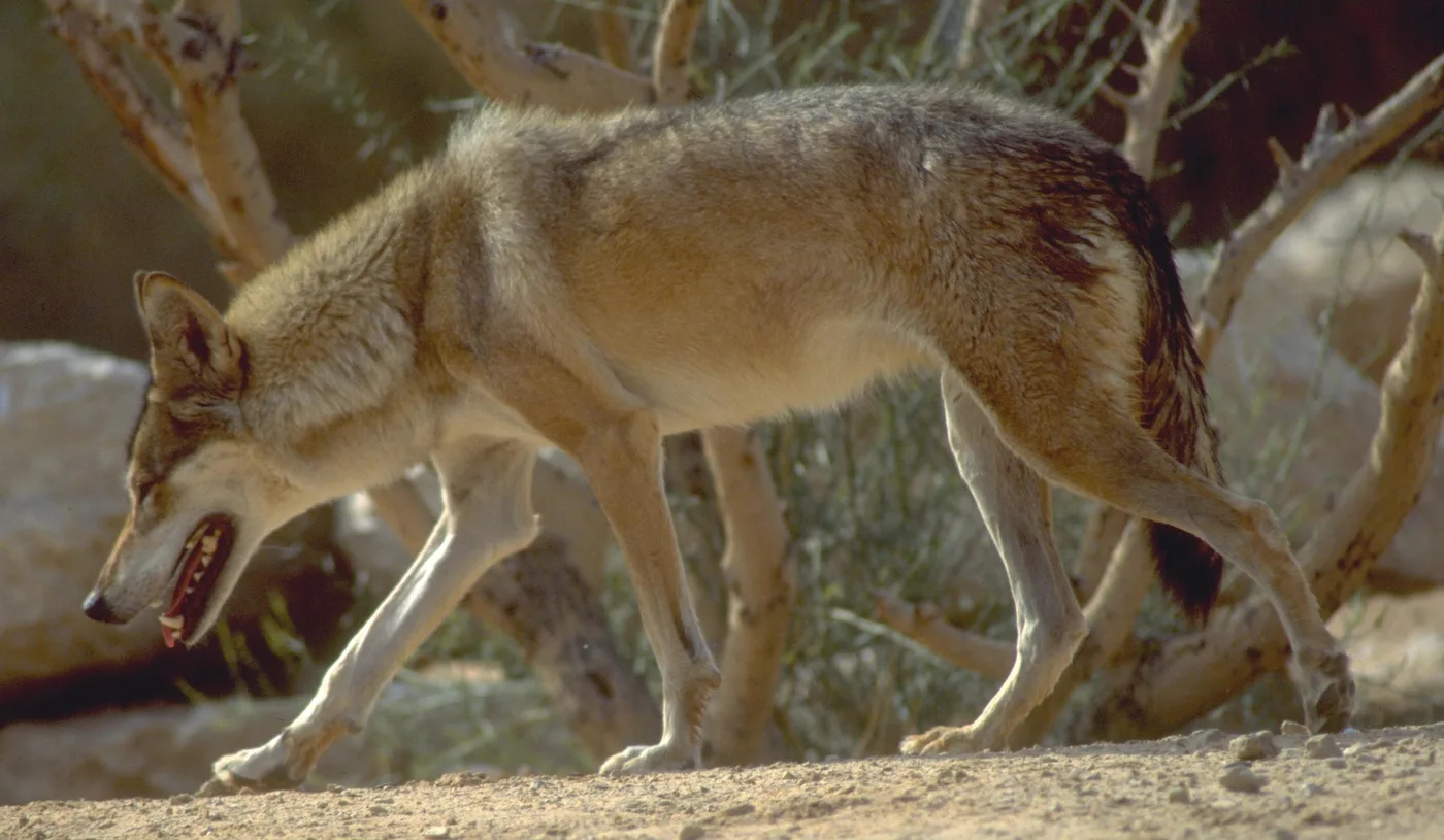 WEB-0922_wolf