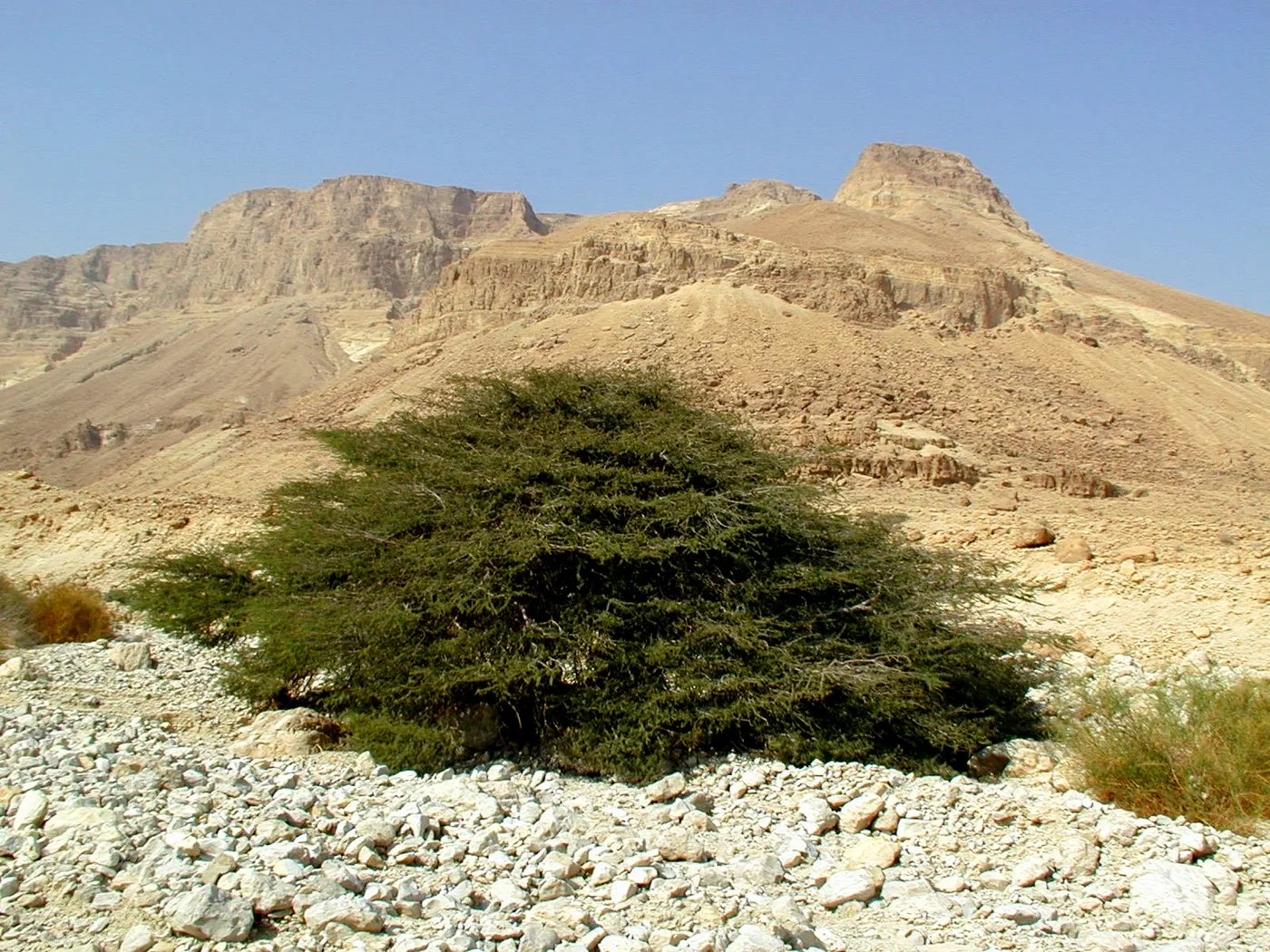 Acacia tree