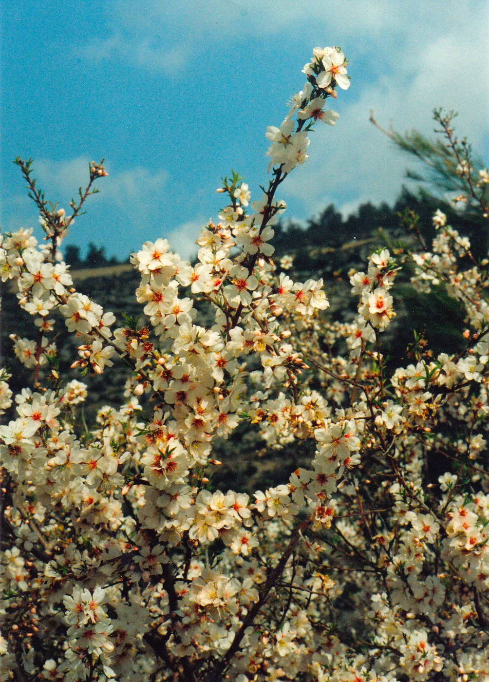 Almond flower