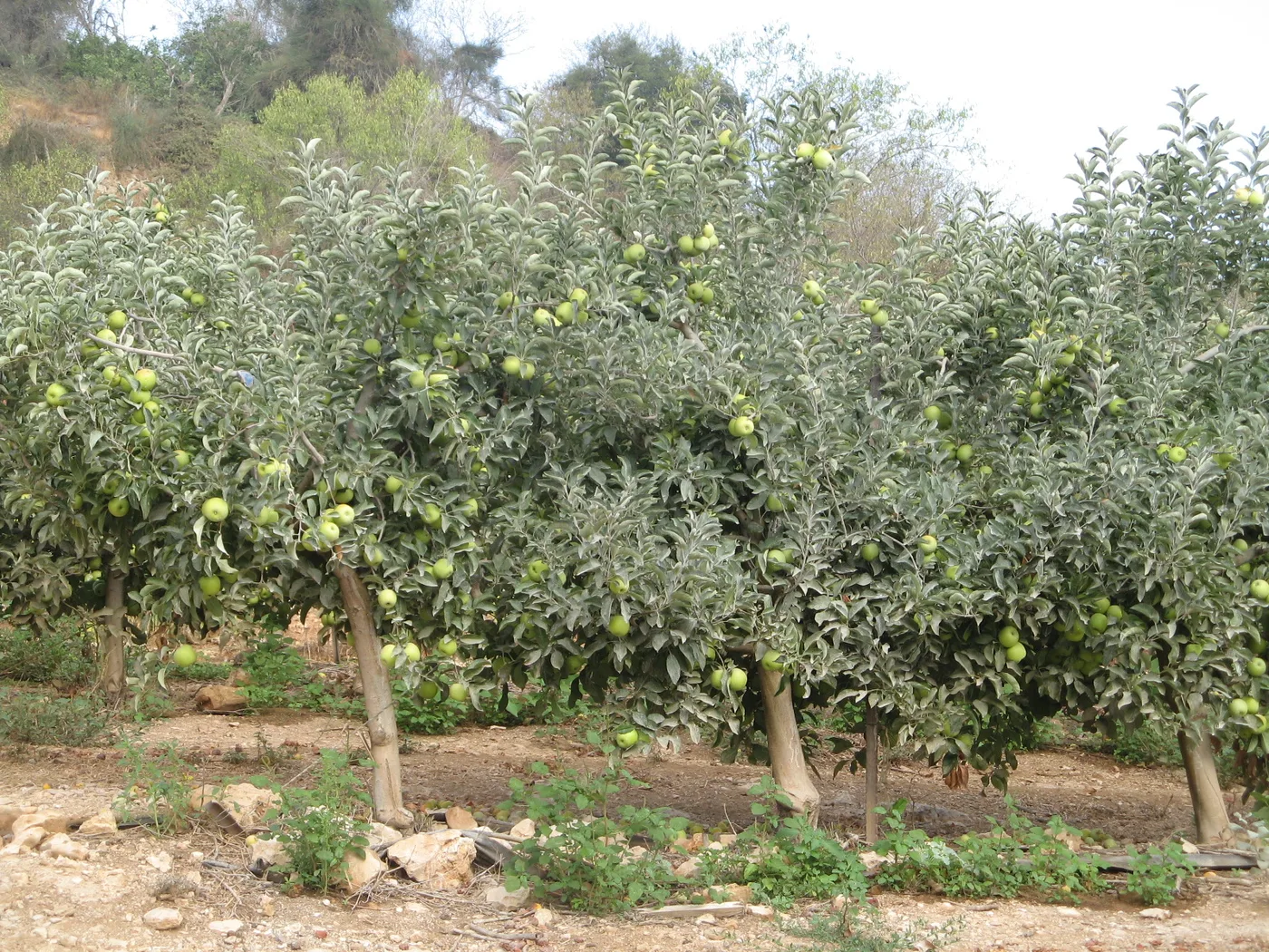 Apple tree