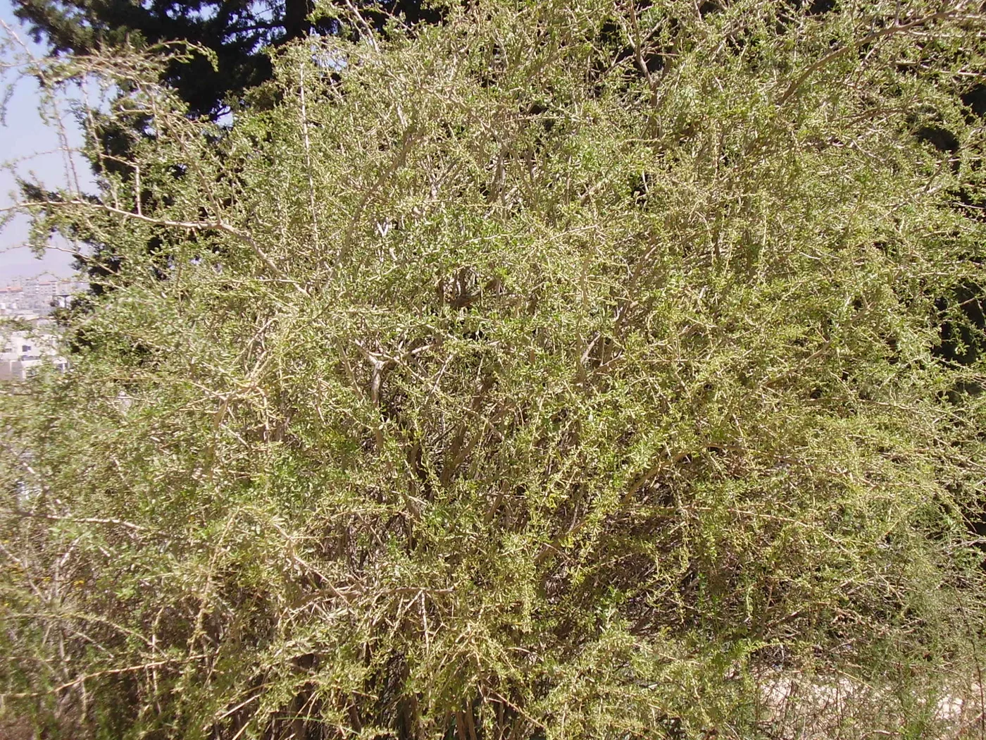 Boxthorn bush