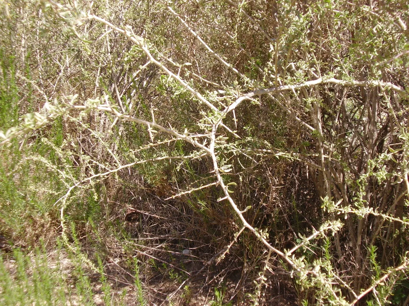 Boxthorn branch