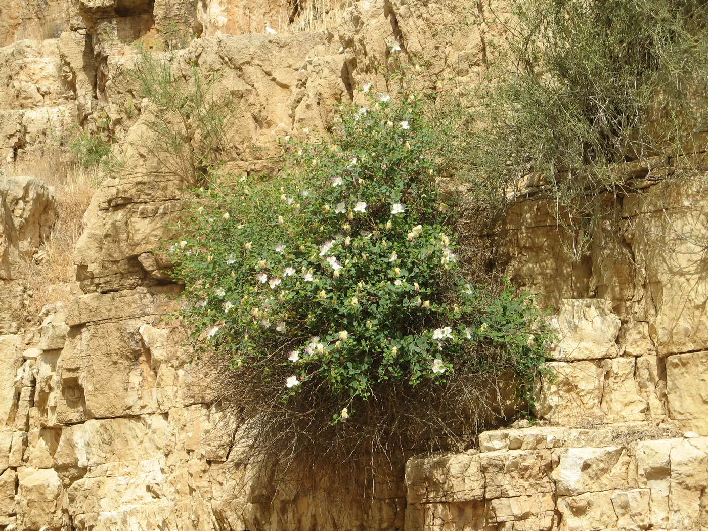 Caper bush