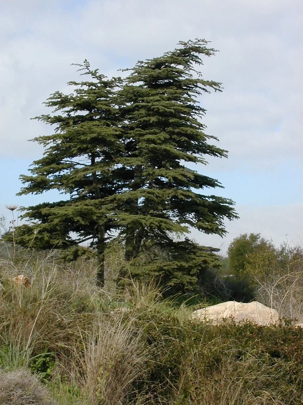 Cedar