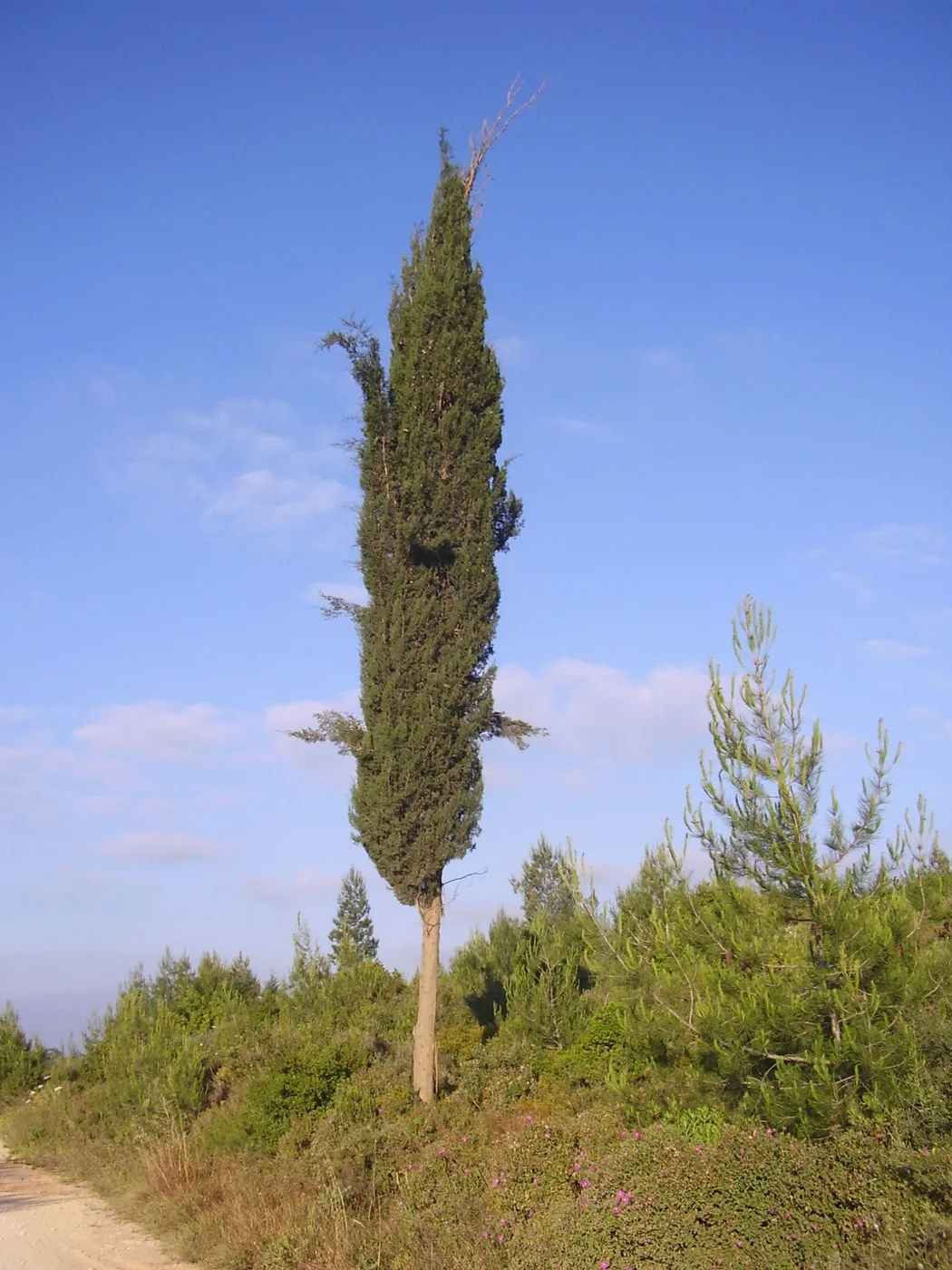 Cypress tree
