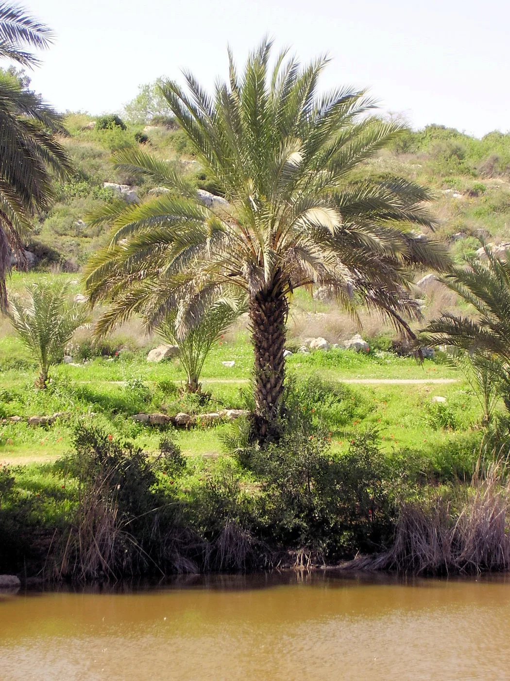 Date palm